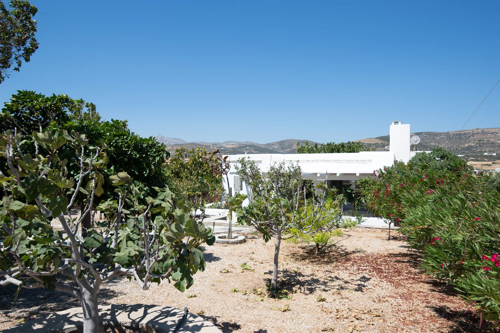 The Ficus Summer House